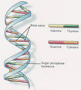 DNA Structure